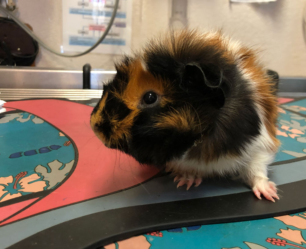 Care for Your Exotic Pet Moore Veterinary Care