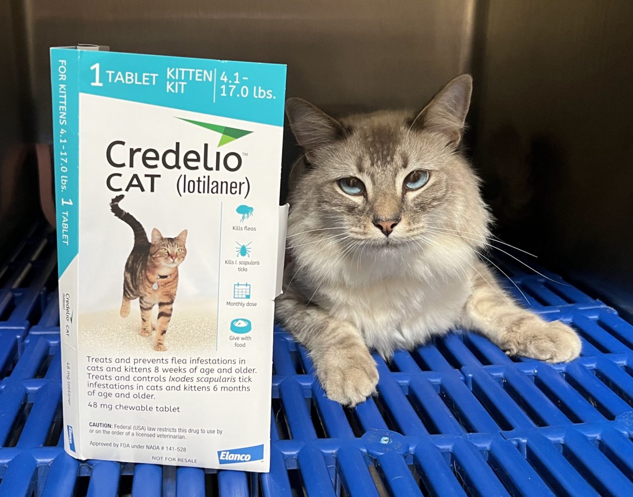 Preventative Medicine Moore Veterinary Care