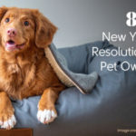 8 New Year’s Resolutions for Pet Owners