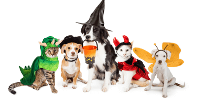 ASPCA Halloween Safety Tips for Owners