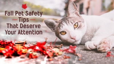 Fall Pet Safety Prevention that Deserves Your Attention