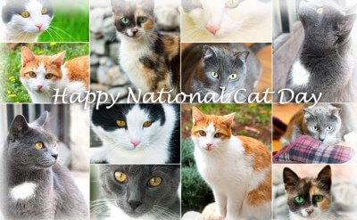 Happy National Cat Day!
