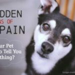 3 Hidden Signs of Pet Pain - Is Your Pet Trying to Tell You Something?
