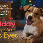 Holiday Considerations for Your Pet: Seeing The Holiday Through Your Pet’s Eyes