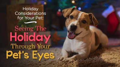 Holiday Considerations for Your Pet: Seeing The Holiday Through Your Pet’s Eyes