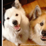 Making the Most of Quarantine with Your Pets