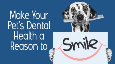 Make Your Pet’s Dental Health a Reason to Smile