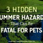3 Hidden Summer Hazards That Can Be Fatal for Pets