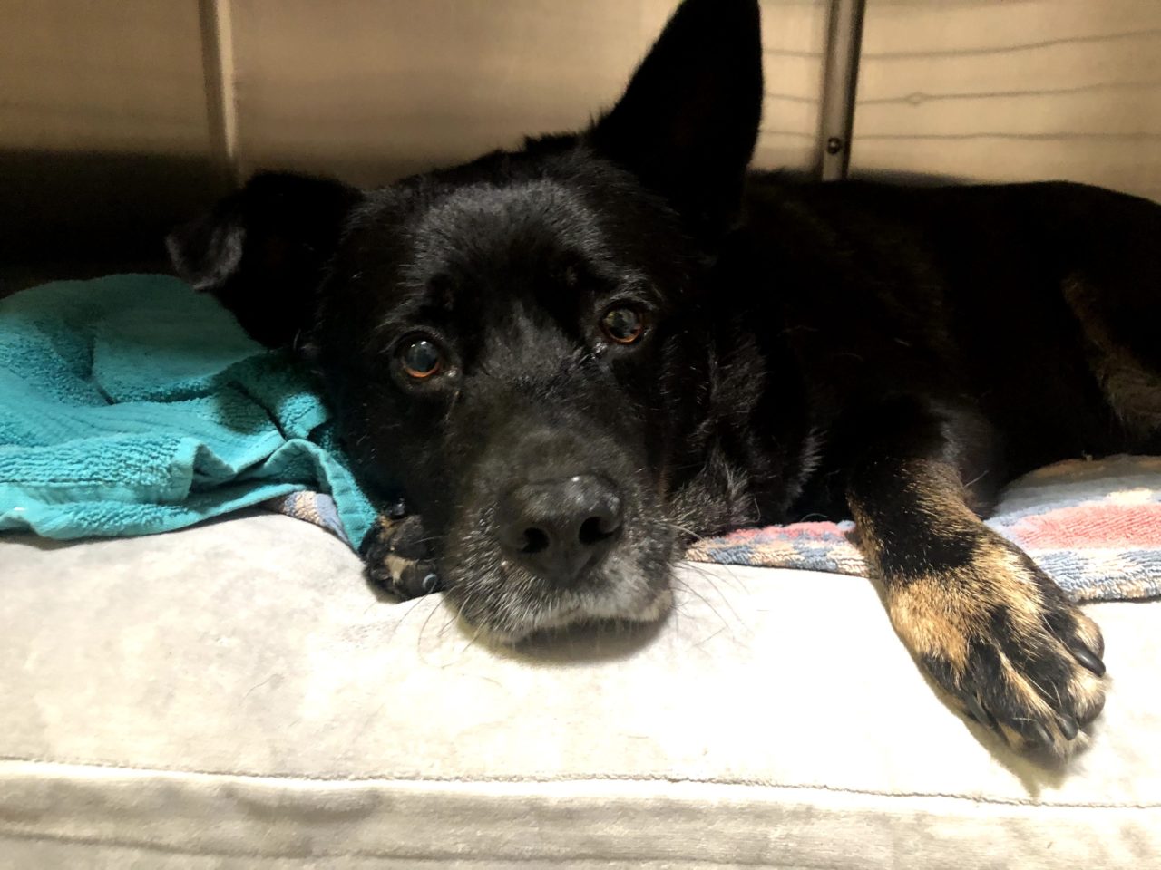 Preventative Medicine Moore Veterinary Care