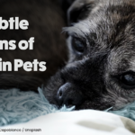 Subtle Signs of Pain in Pets