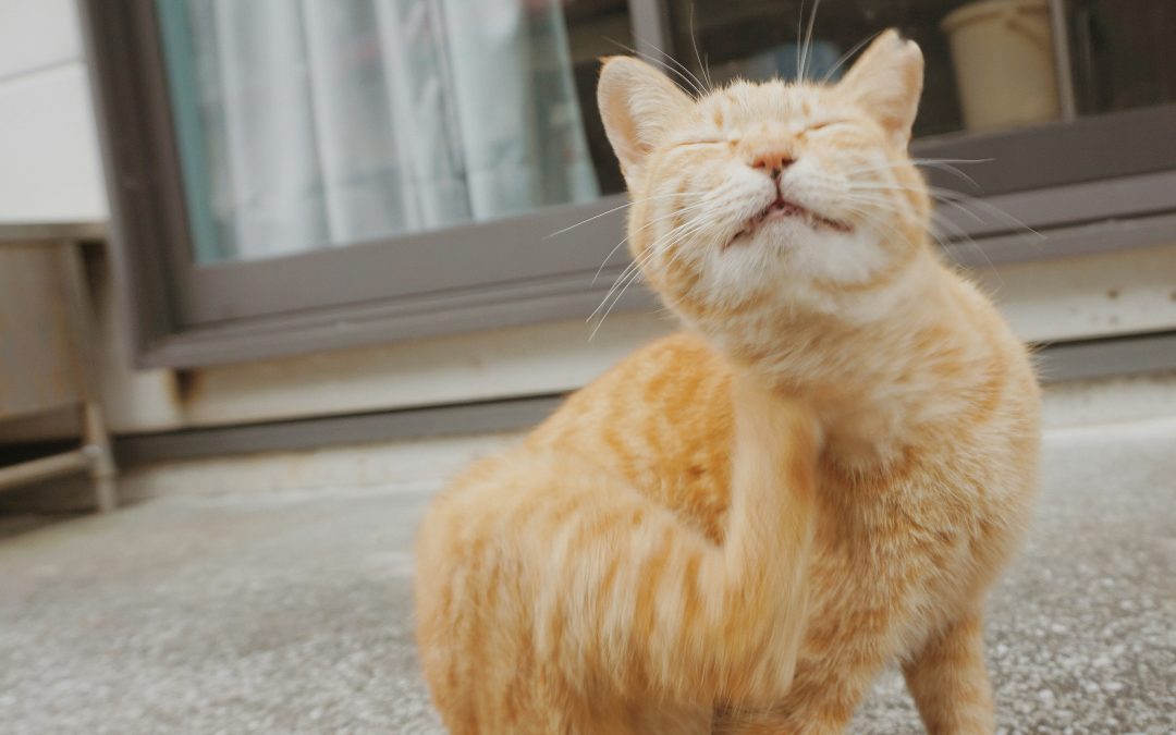 Itchy Pet Cat