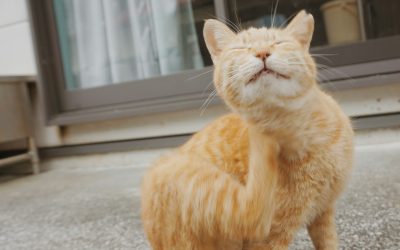 Why Is My Pet Itching So Much??